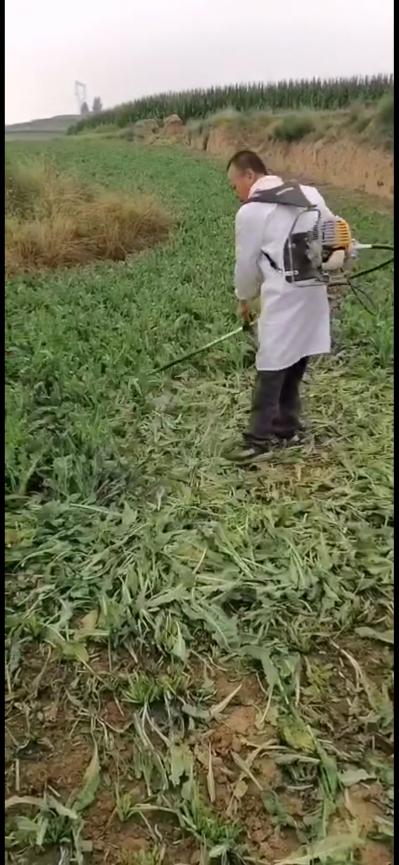 大青叶8万斤
