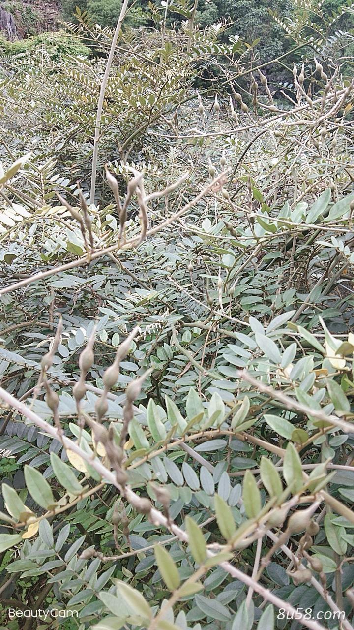 山豆根种子及根 山豆根种子及根