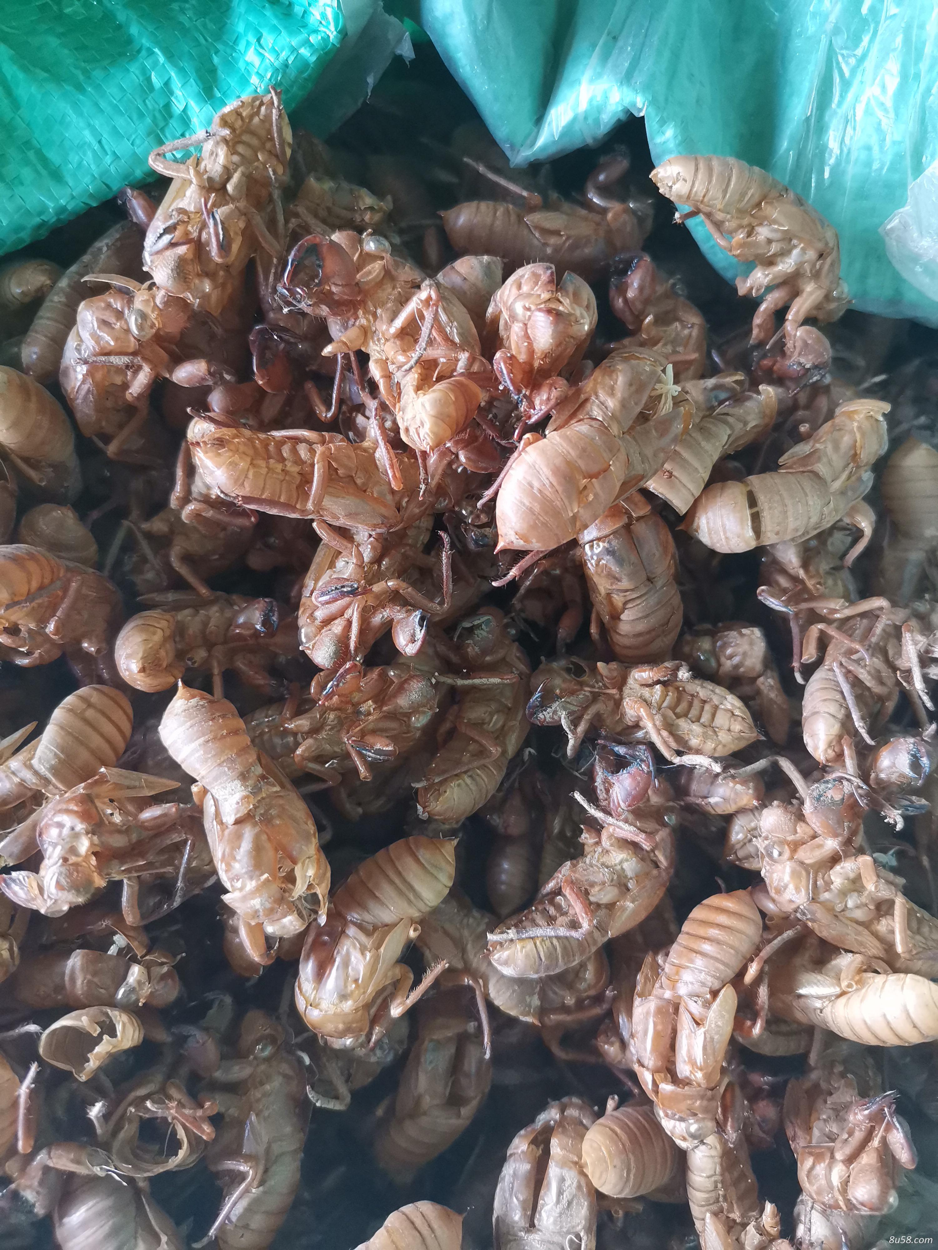 干净无杂质金蝉衣