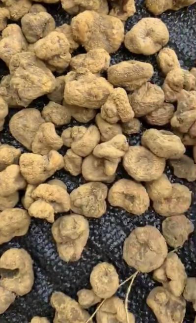 延胡索（元胡）随行就市的价格，量大从优！