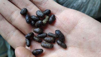 商洛优质五灵脂，现货4吨