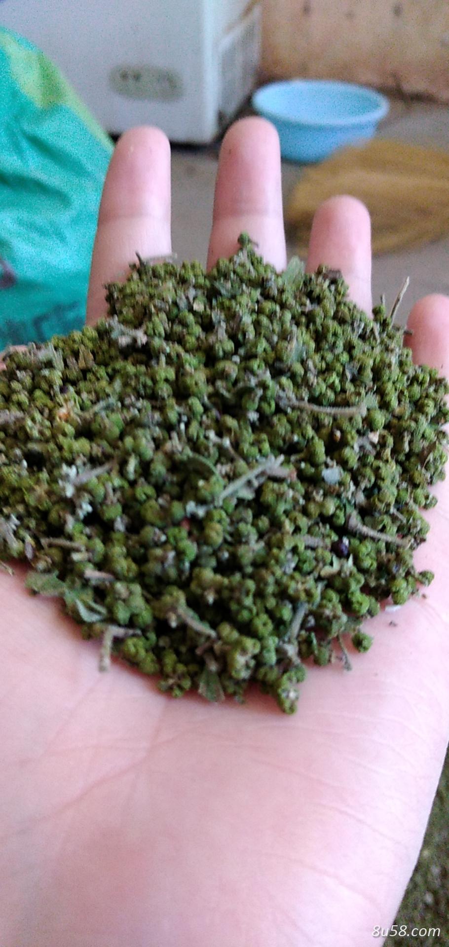 自家乡产吴茱萸