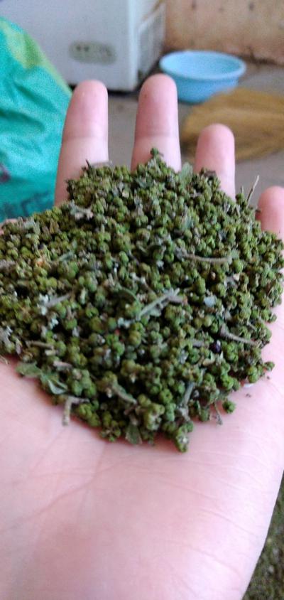 自家乡产吴茱萸