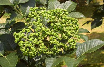 自家种，新鲜干货吴茱萸！保证上品！