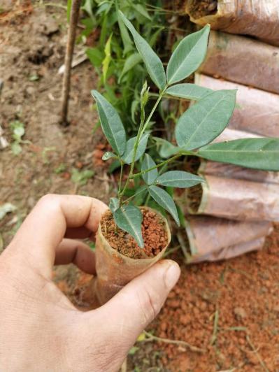 小叶牛大力种苗
