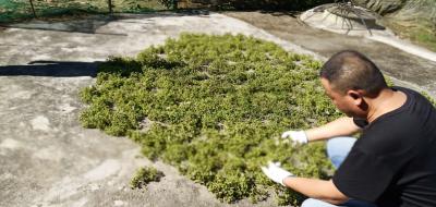 大量出售吴茱萸籽