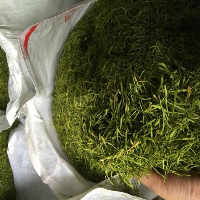 湖南金银花、山银花出售