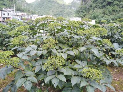 吴茱萸，吴萸，茶辣，漆辣子，左力纯幽子，米辣子