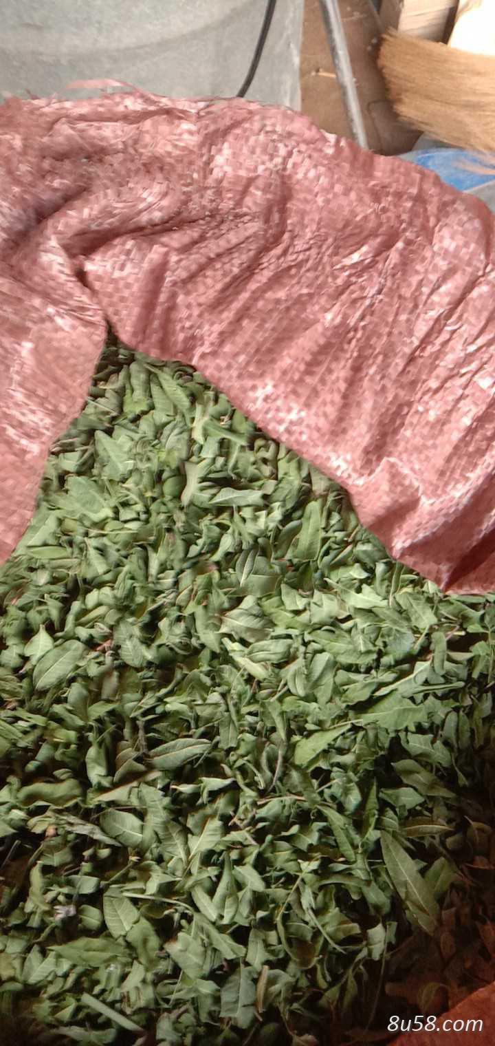 罗布麻大量出售