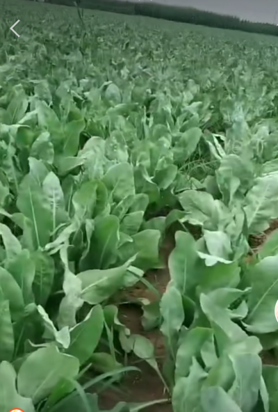 鲜货板蓝根急需卖掉