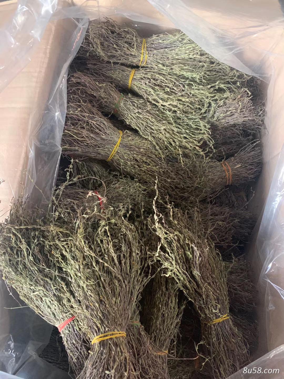 云南西双版纳独脚柑
