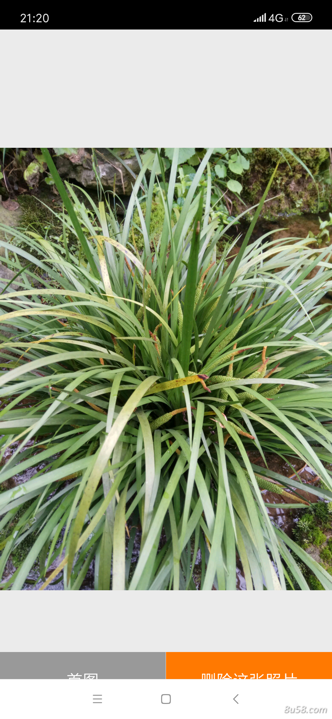 野生石菖蒲种苗，株高30至70公分