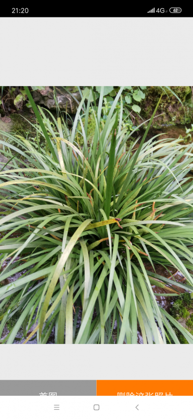 野生石菖蒲种苗，株高30至70公分