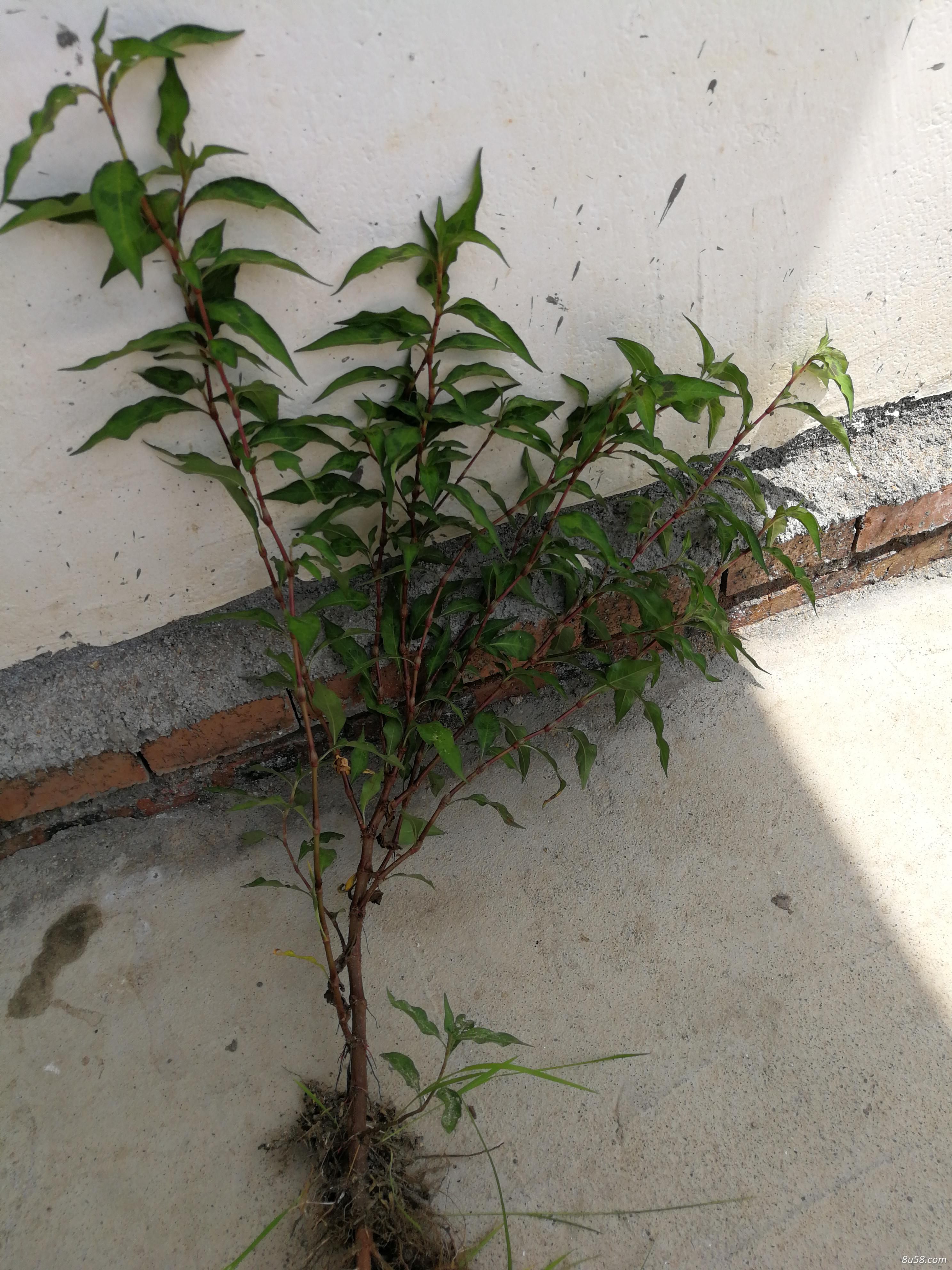 辣蓼草找销售