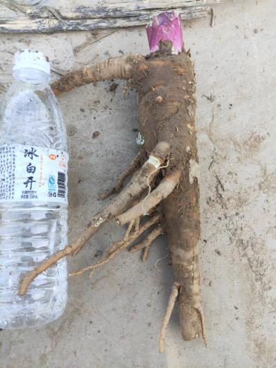 白芷，鲜货干货都可