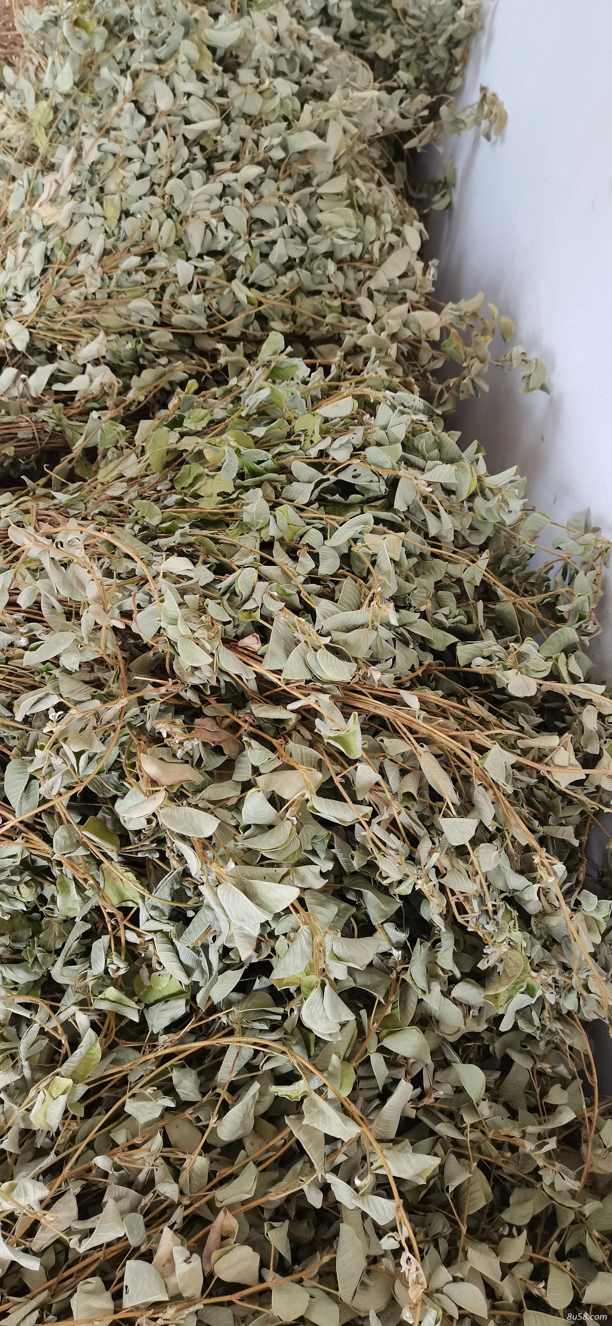 供应广金钱草