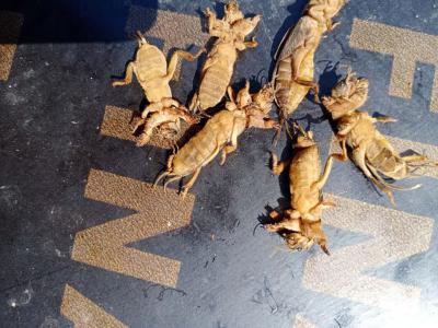 出售蝼蛄东北货源,有需要的可以联系我