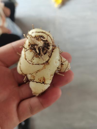 三叉紫花白芨