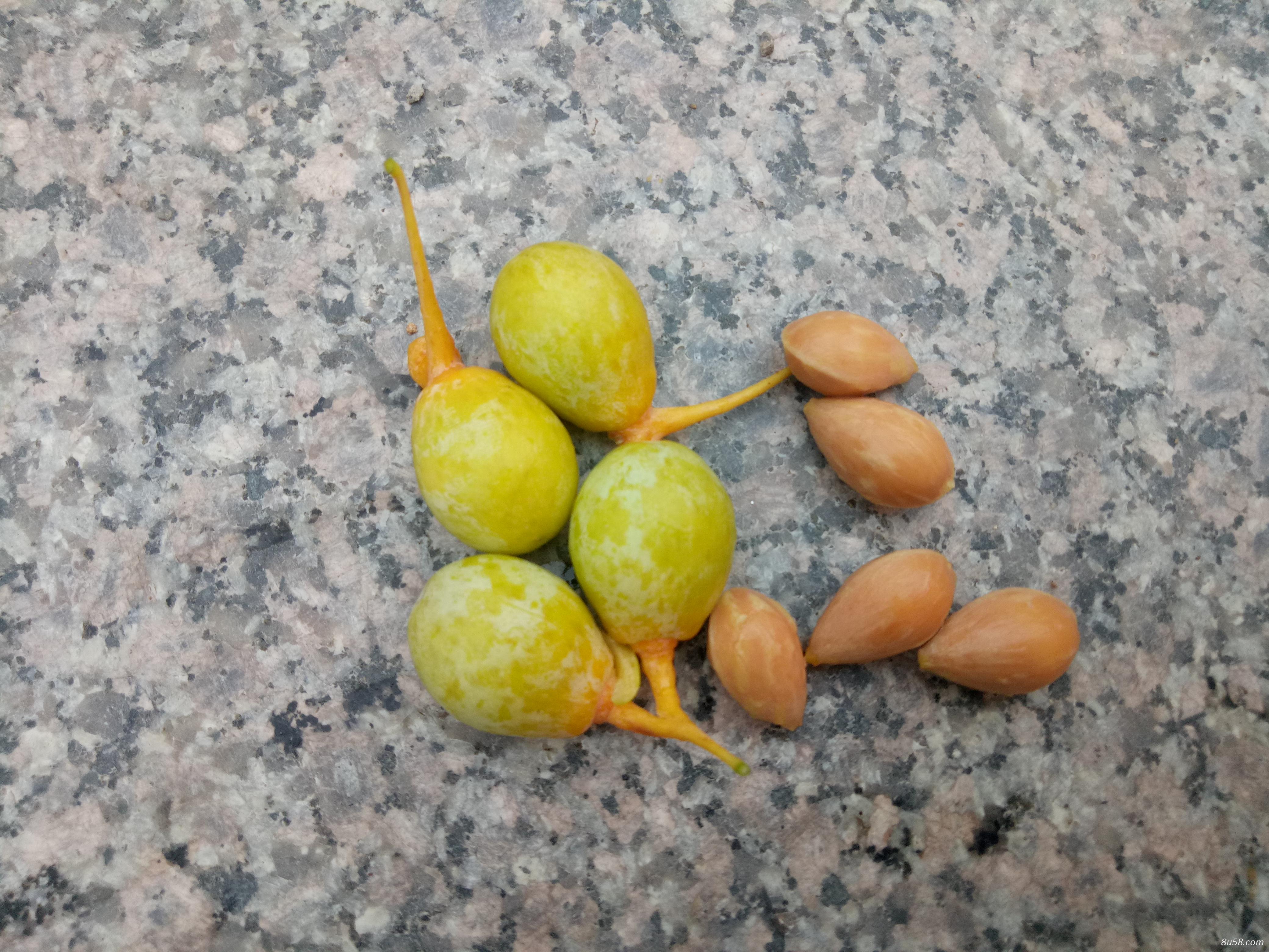 银杏