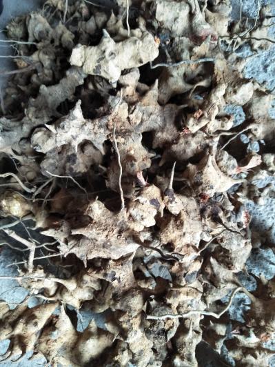 野生中草药金刚藤（拔葜）、麽芋等鲜统货，有收购的老板加微信，勿诚勿忧。