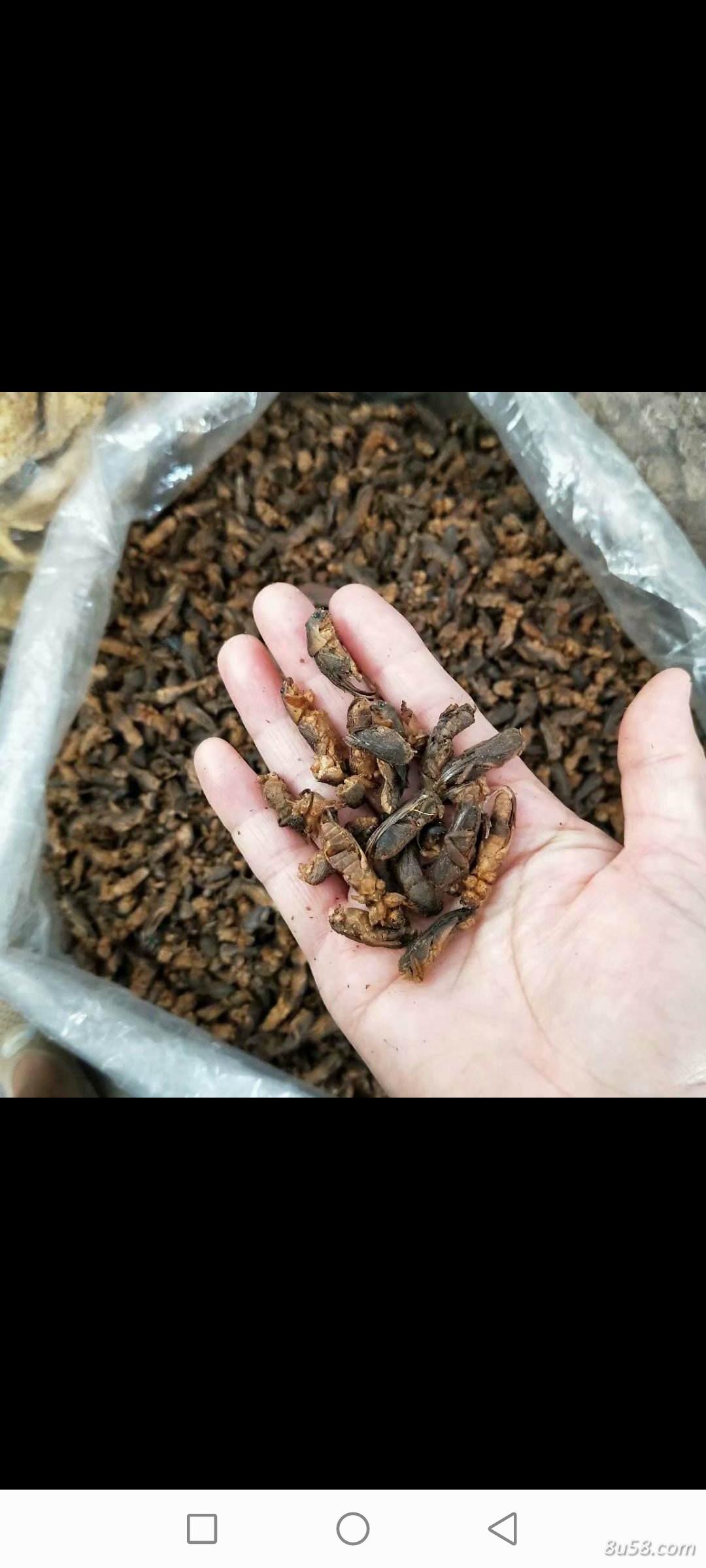 出售蝼蛄