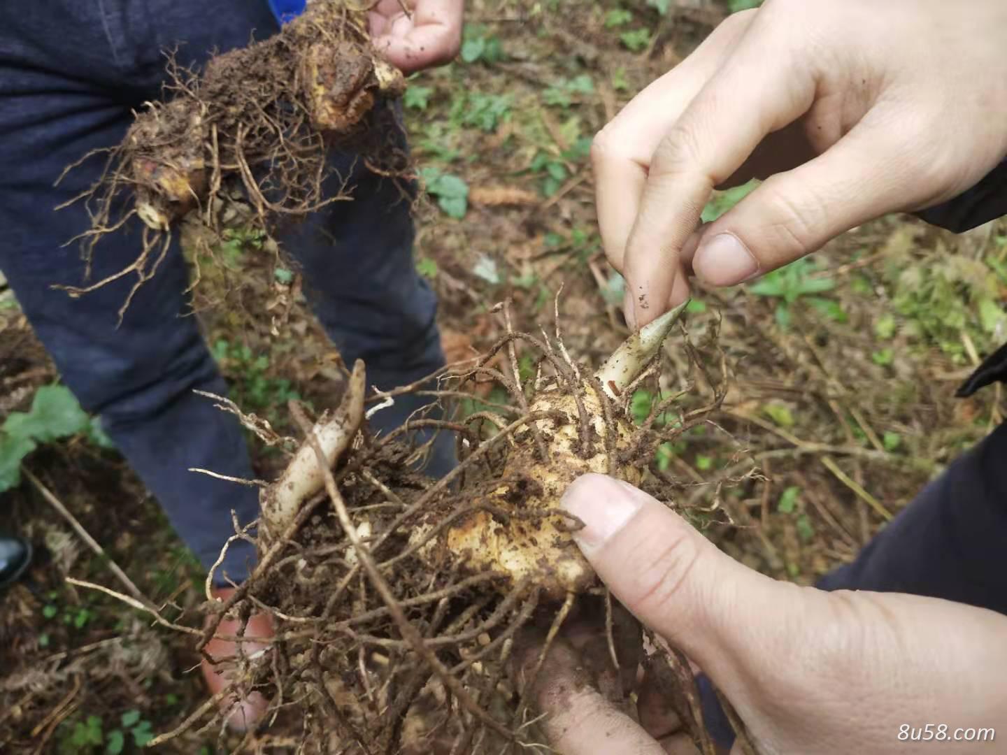 大量求购黄精块茎芽头种苗