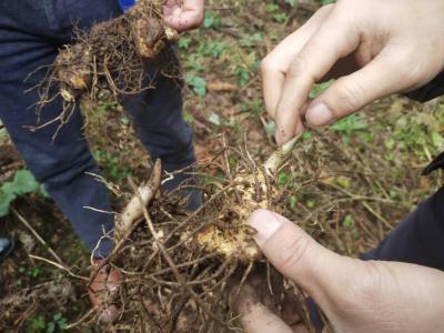 大量求购黄精块茎芽头种苗