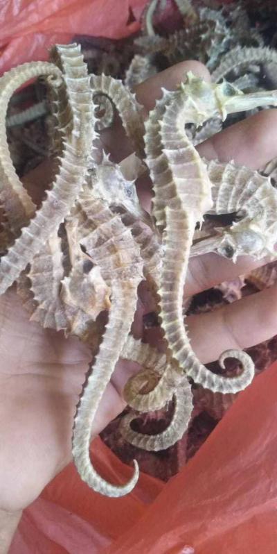 海马生意