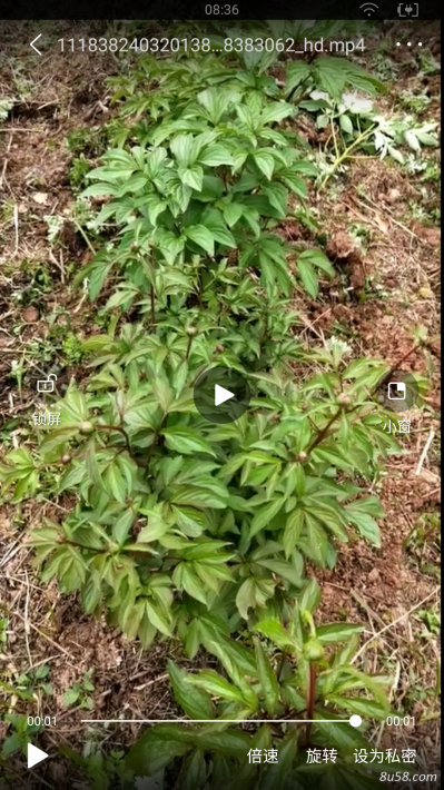 鲜赤芍出售