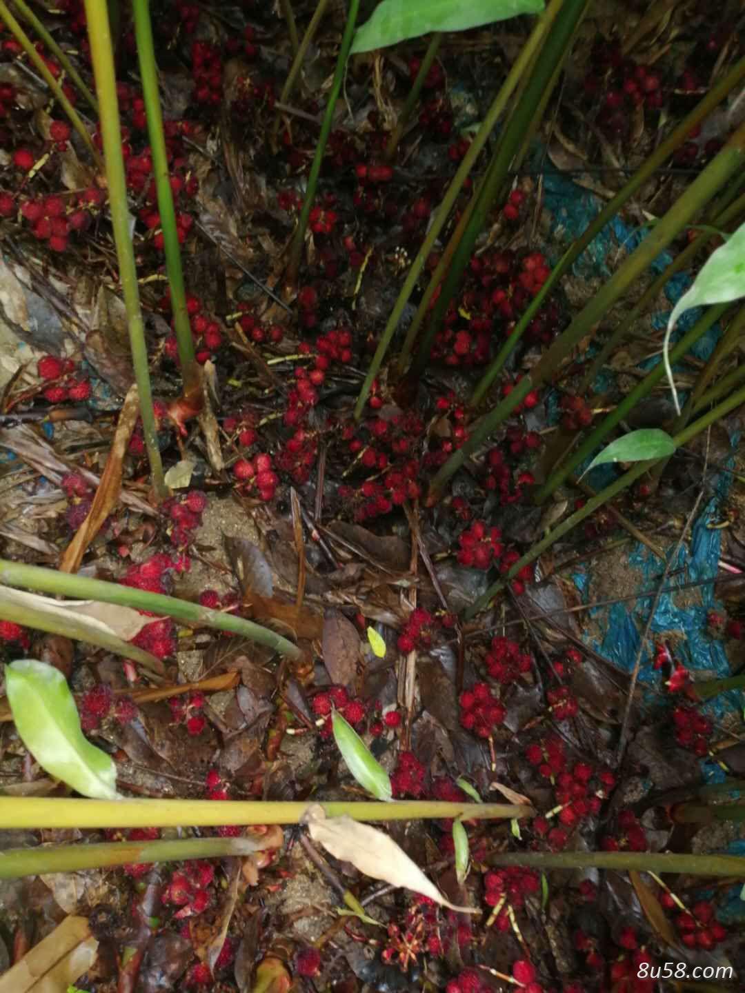 砂仁