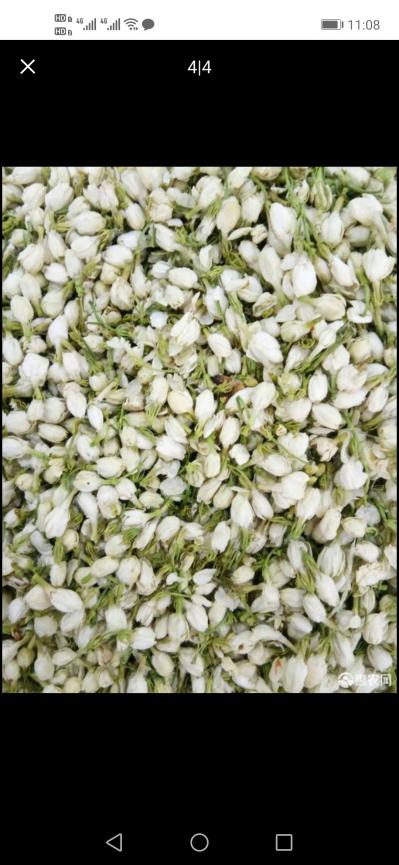茉莉花茶供应，批发零售茉莉花