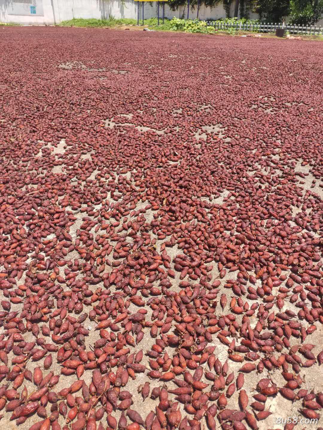 江西药材 金樱子 干货金樱子
