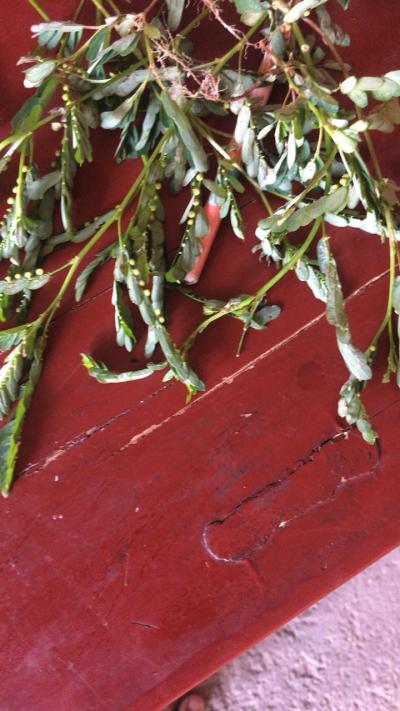 纯野生植物 叶下珠