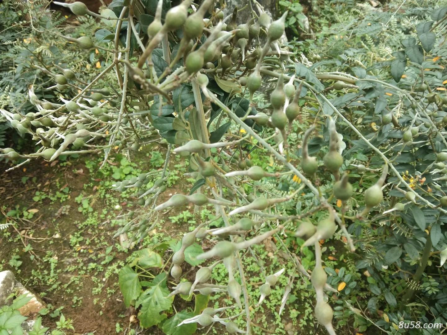 麻栗坡县石龙山豆根种植专业技术协会 麻栗坡县石龙山豆根种植专业技术协会