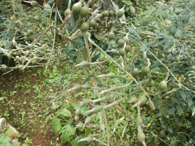 麻栗坡县石龙山豆根种植专业技术协会