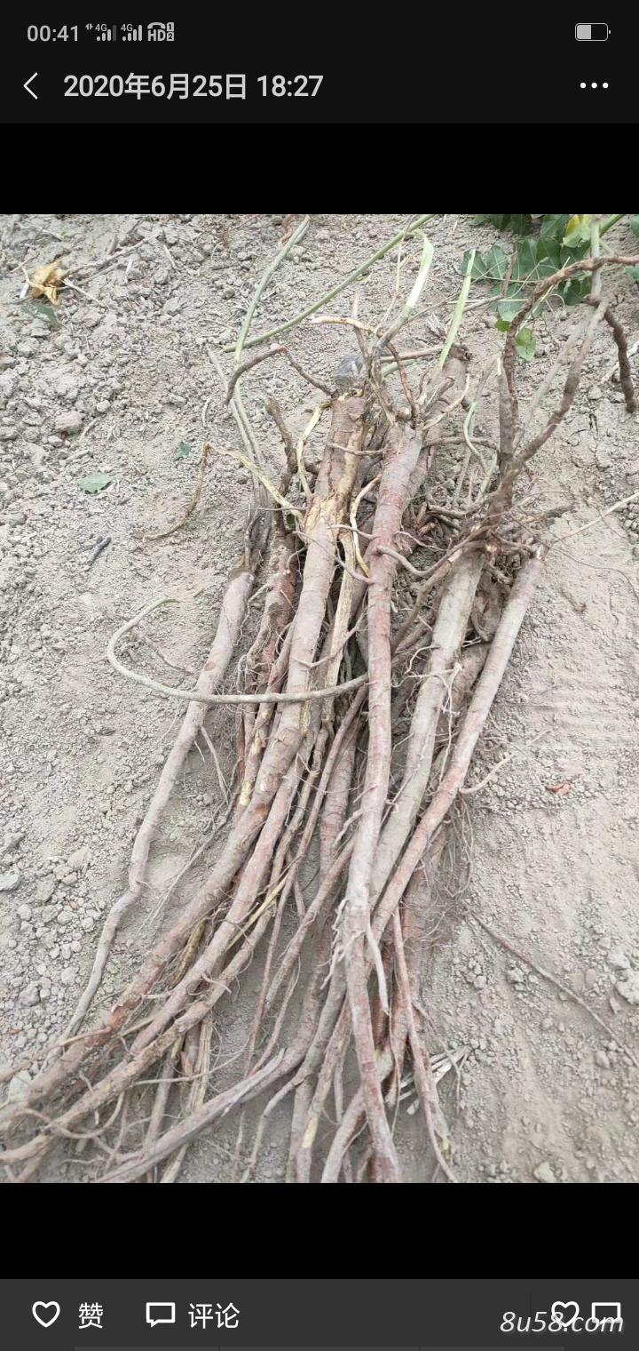 出售甘草