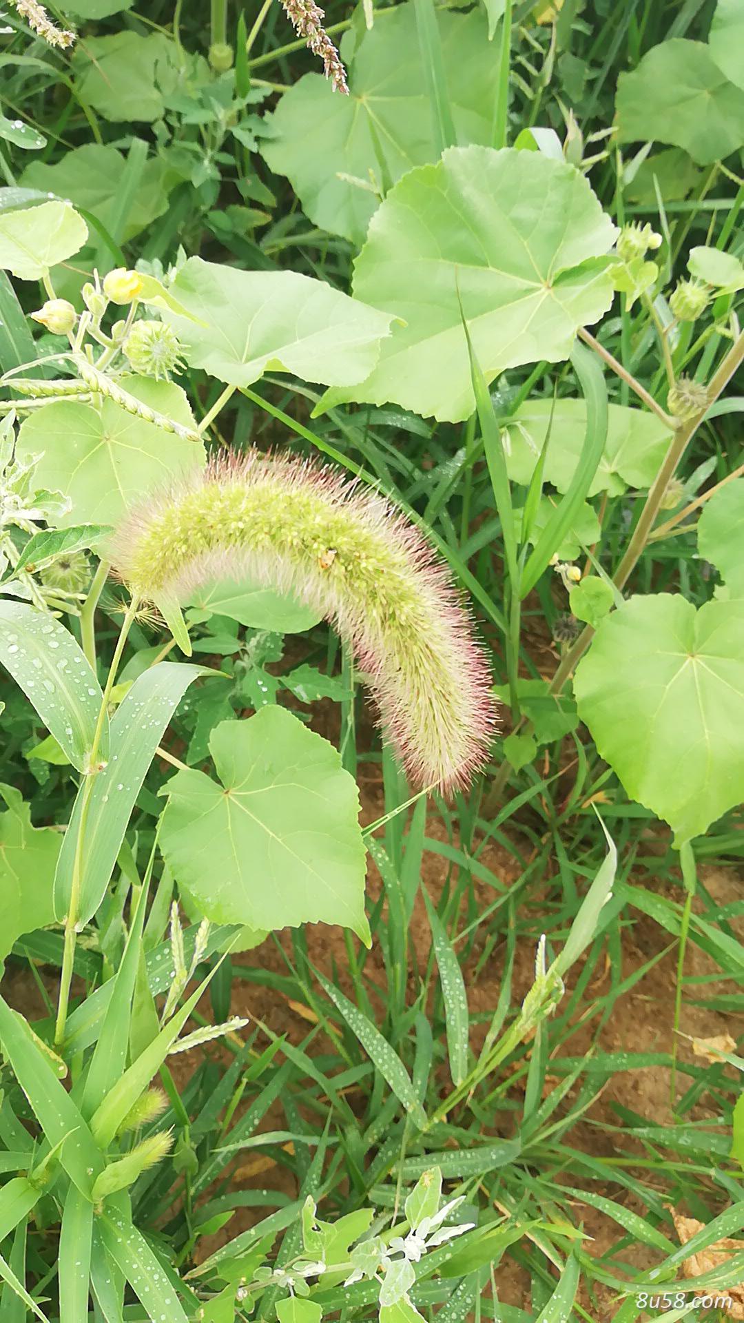 吉林中药冬葵子
