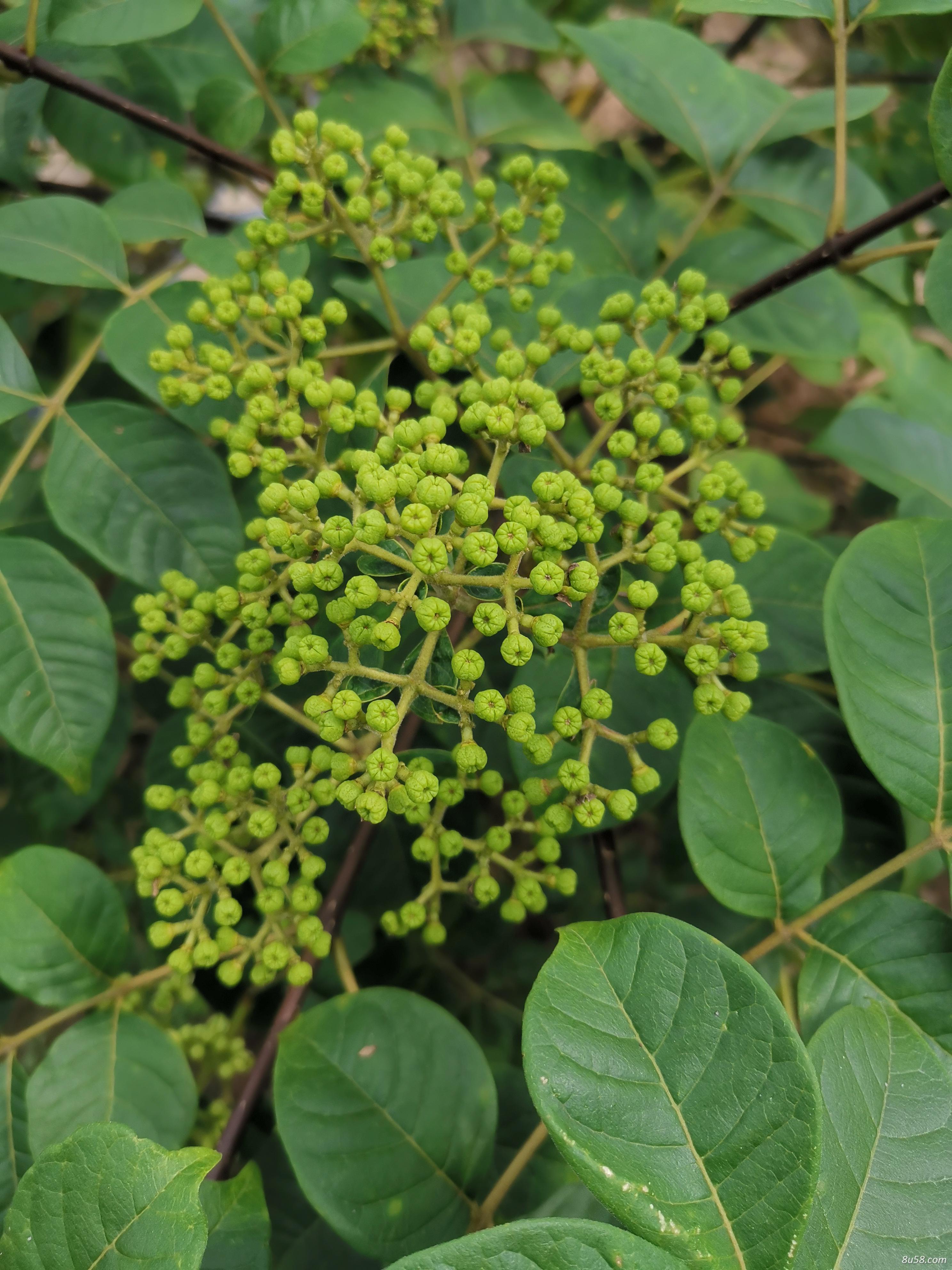 吴茱萸中花,质量很好。30吨 吴茱萸中花,质量很好。30吨