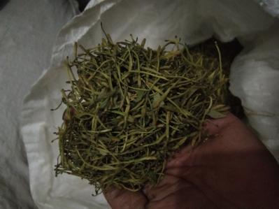 成品金银花，杀青，烘干