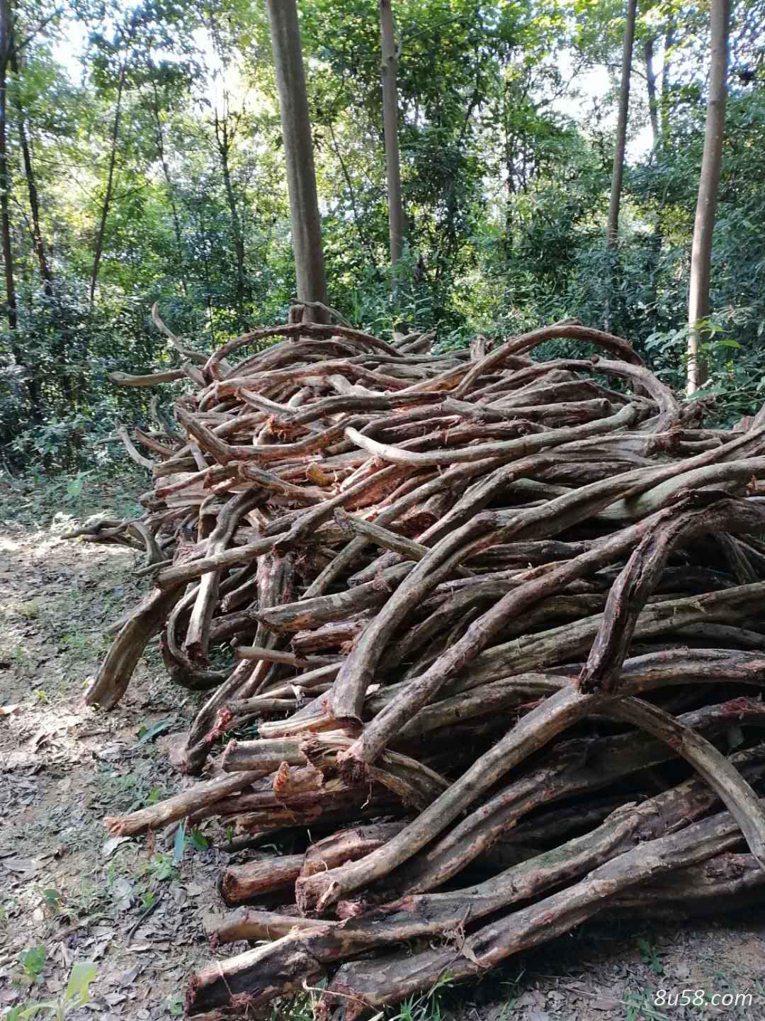 怀集县大山十几年鸡血藤