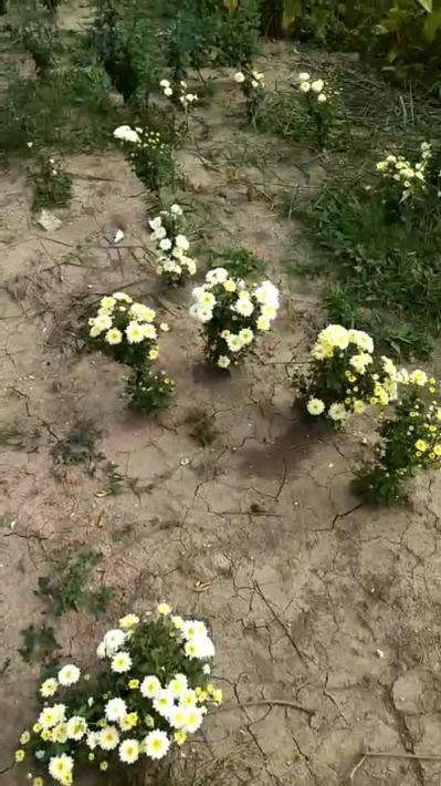 大量出售菊花