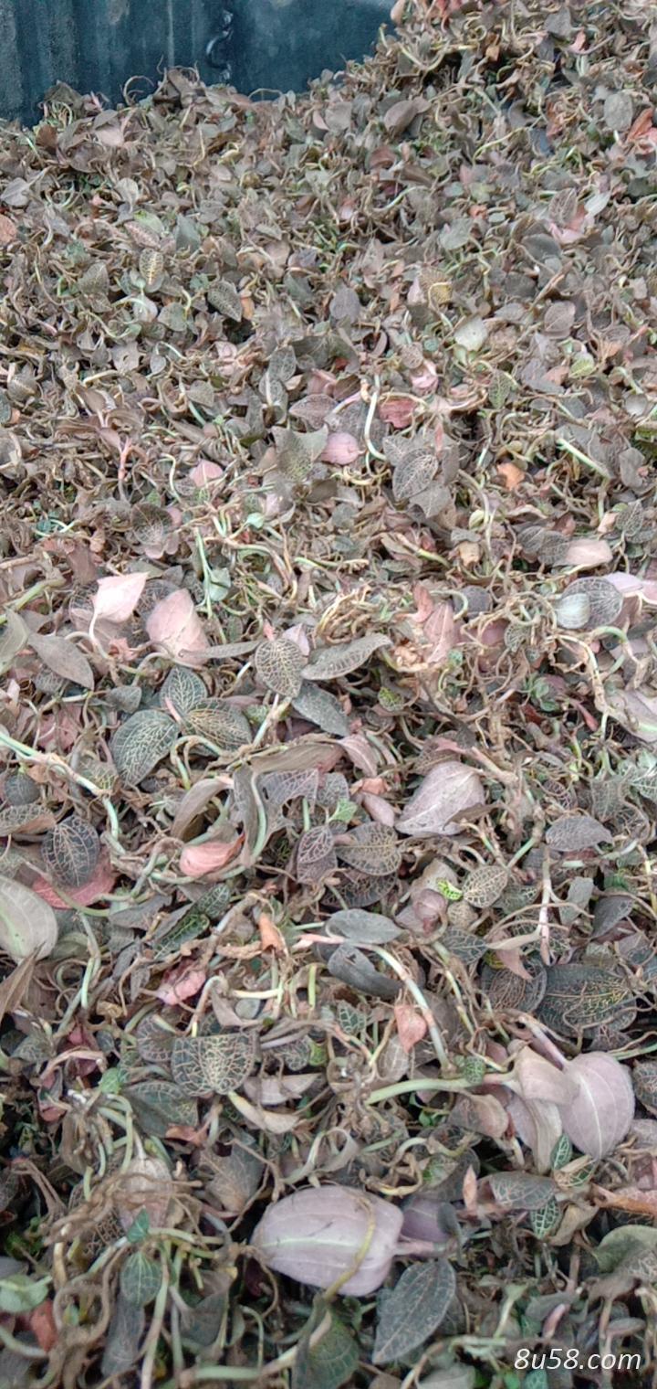 野生金线莲