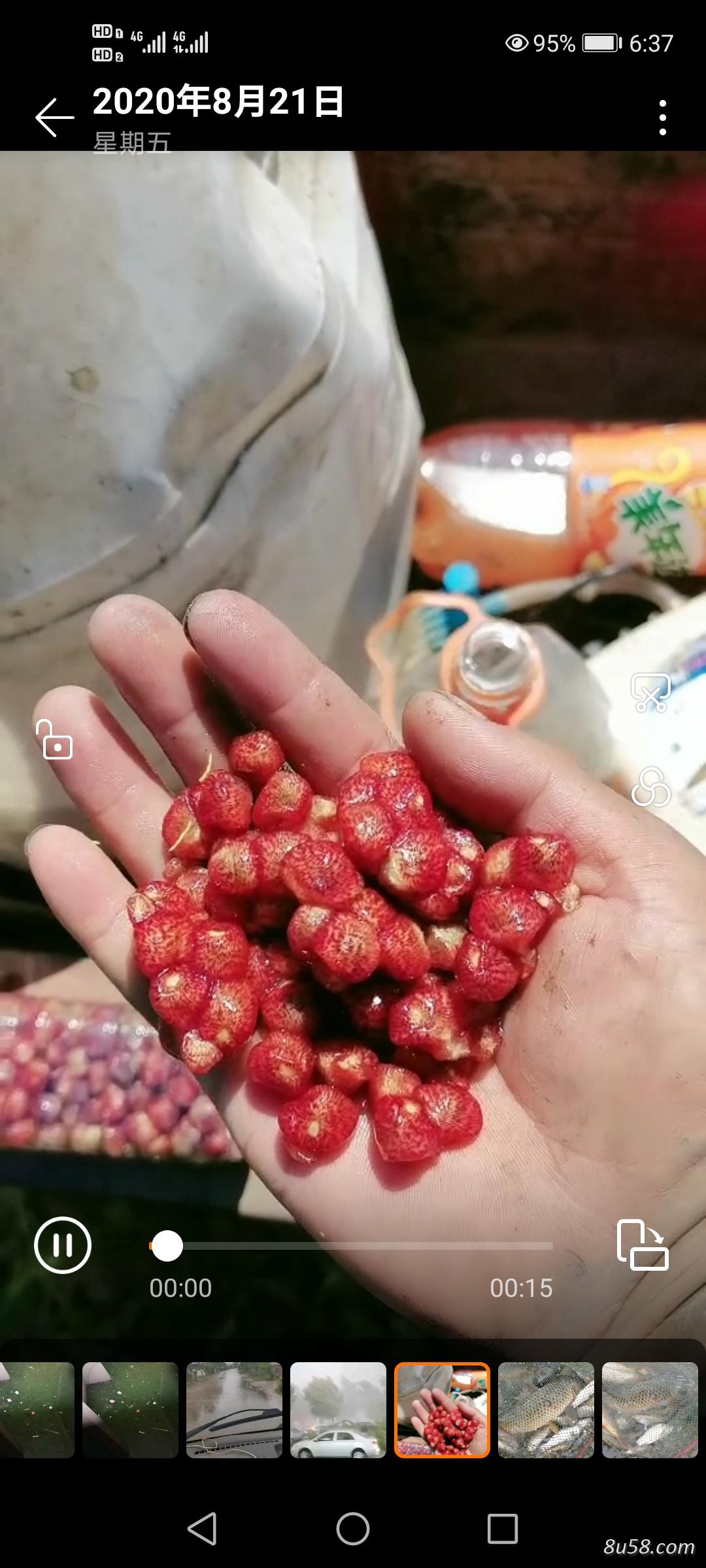 出售鸡头米，一家摘