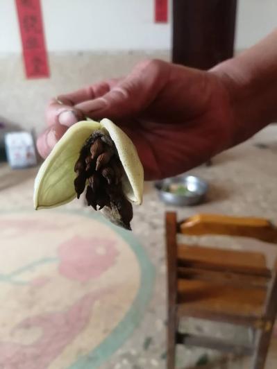 对叶红花百部种子