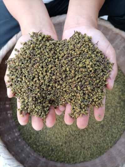江西中花吴茱萸新货上市