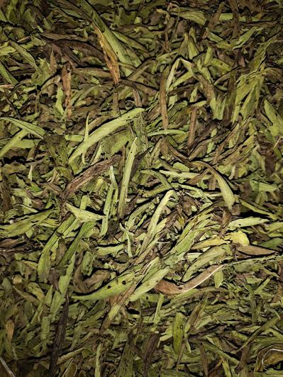 大量新鲜甜叶菊出售。