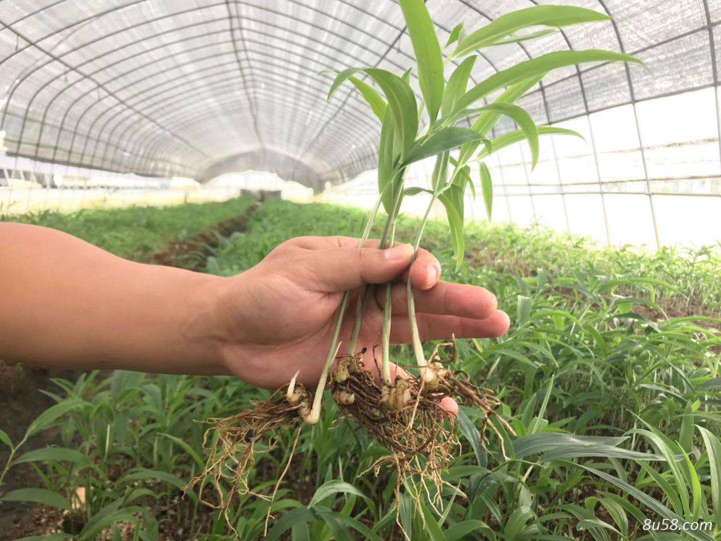 黄精苗、老虎姜苗,陕西黄精苗，汉中黄精苗，黄精种植技术