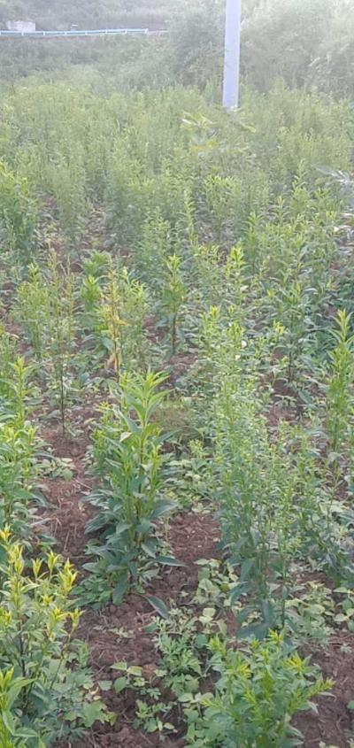 贵州野生一支黄花