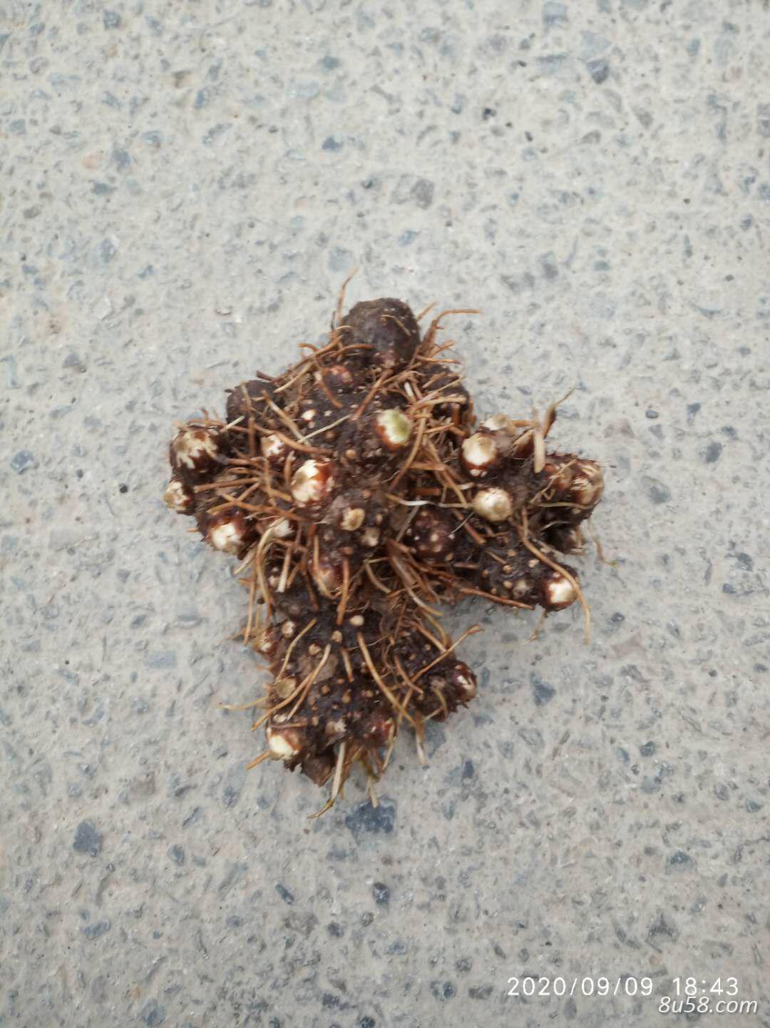矛苍术出售，价廉物美