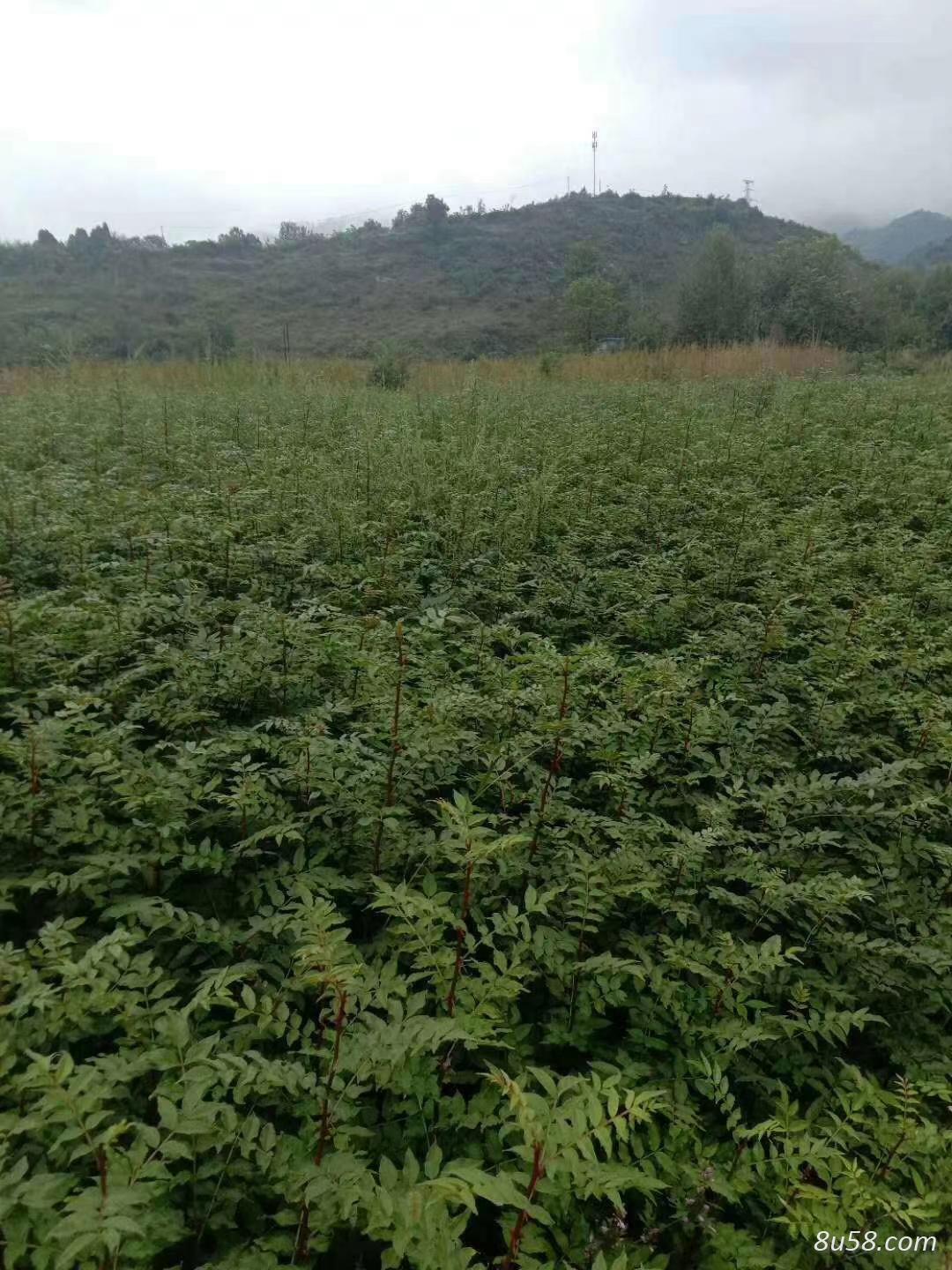 红花椒系列花椒苗出售 红花椒系列花椒苗出售